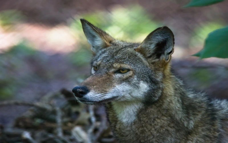 Wolves, Owls, and Bats, Oh My!