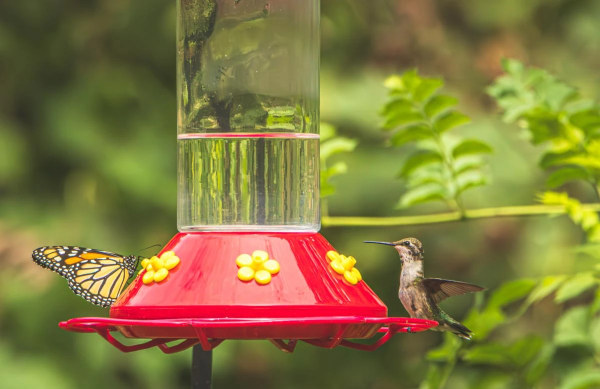 30th Annual Hummingbird Festival at the Woodlands Nature Station
