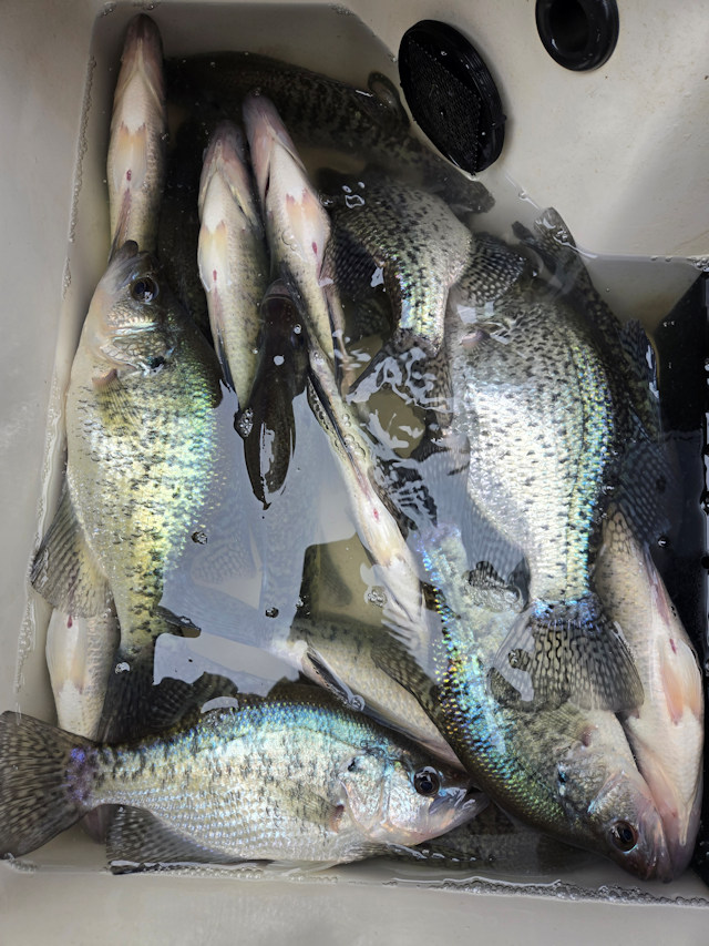 John Morgan's Photo